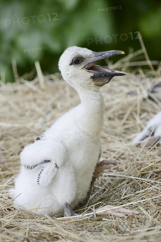 White stork (Ciconia ciconia), chick in nest, North Rhine-Westphalia, Germany