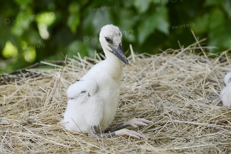 White stork (Ciconia ciconia), chick in nest, North Rhine-Westphalia, Germany