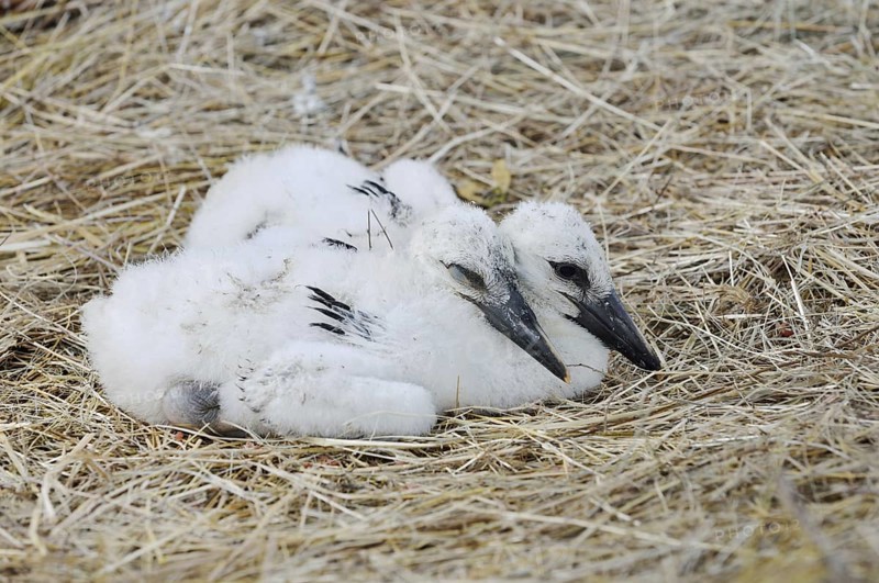 White stork (Ciconia ciconia), chick in nest, North Rhine-Westphalia, Germany