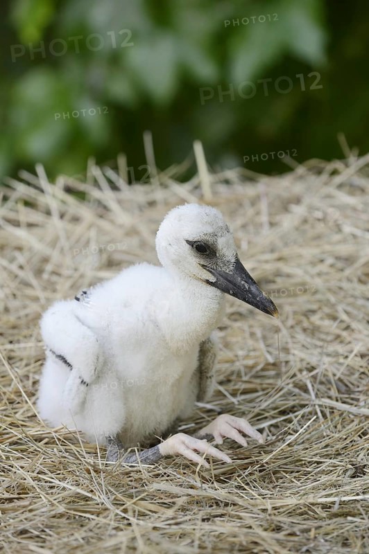 White stork (Ciconia ciconia), chick in nest, North Rhine-Westphalia, Germany