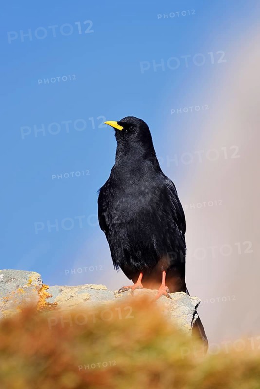 Alpine chough (Pyrrhocorax graculus), Hohe Tauern National Park, Austria