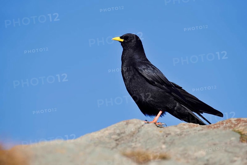 Alpine chough (Pyrrhocorax graculus), Hohe Tauern National Park, Austria