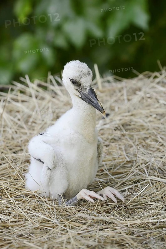 White stork (Ciconia ciconia), chick in nest, North Rhine-Westphalia, Germany