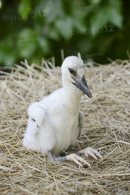 White stork (Ciconia ciconia), chick in nest, North Rhine-Westphalia, Germany