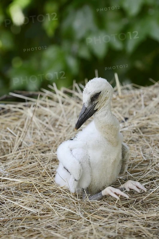 White stork (Ciconia ciconia), chick in nest, North Rhine-Westphalia, Germany