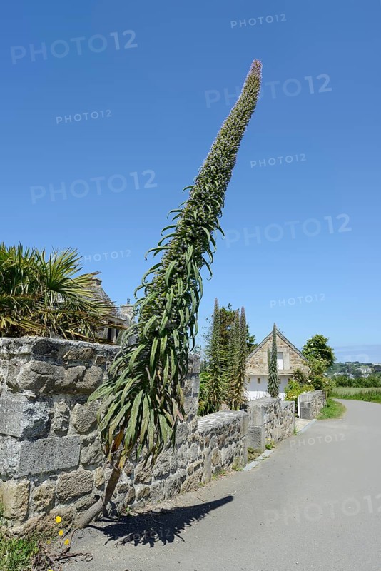 Giant viper's bugloss (Echium pininana) on a stone wall, Plouezoc'h, Finistere, Brittany, France