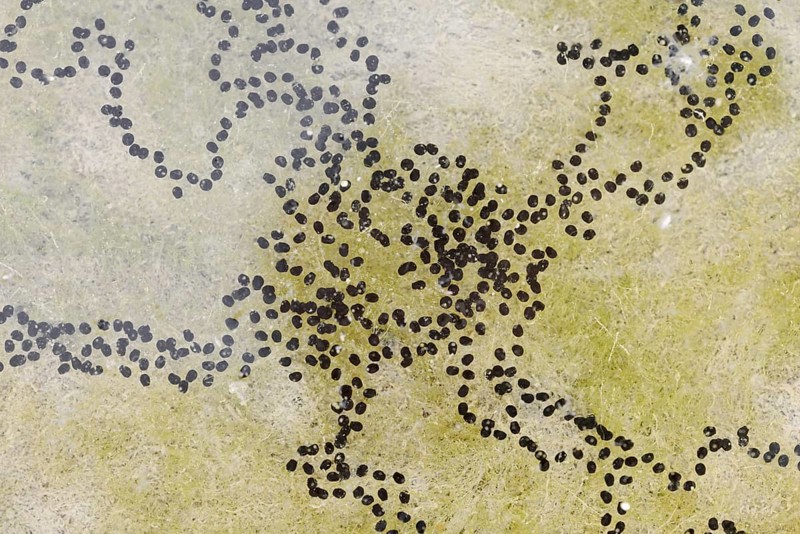 Natterjack toad (Bufo calamita, Epidalea calamita), spawning lines in a puddle, North Rhine-Westphalia, Germany