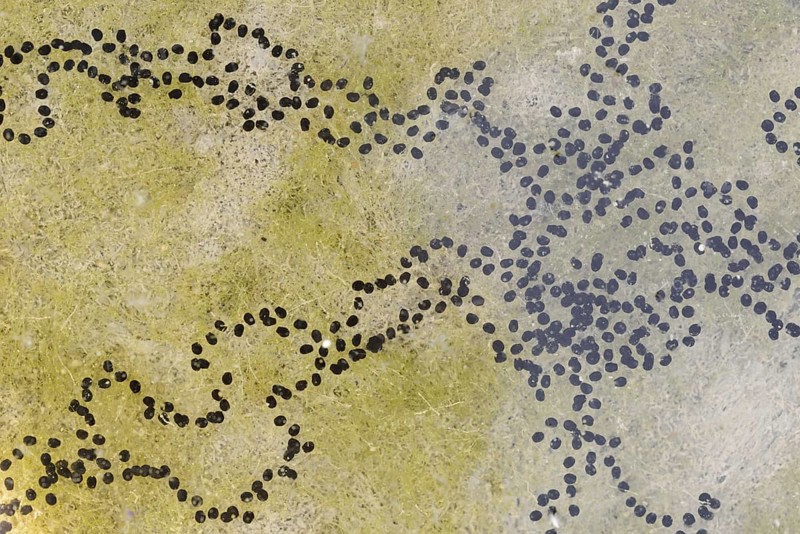 Natterjack toad (Bufo calamita, Epidalea calamita), spawning lines in a puddle, North Rhine-Westphalia, Germany