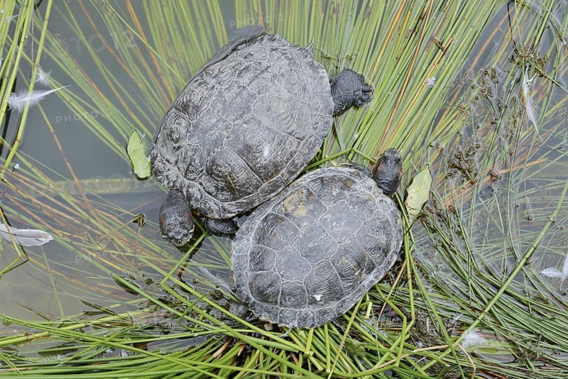 Red-cheeked tortoise (Trachemys scripta elegans), neozoa in Germany, North Rhine-Westphalia, Germany, native to North America