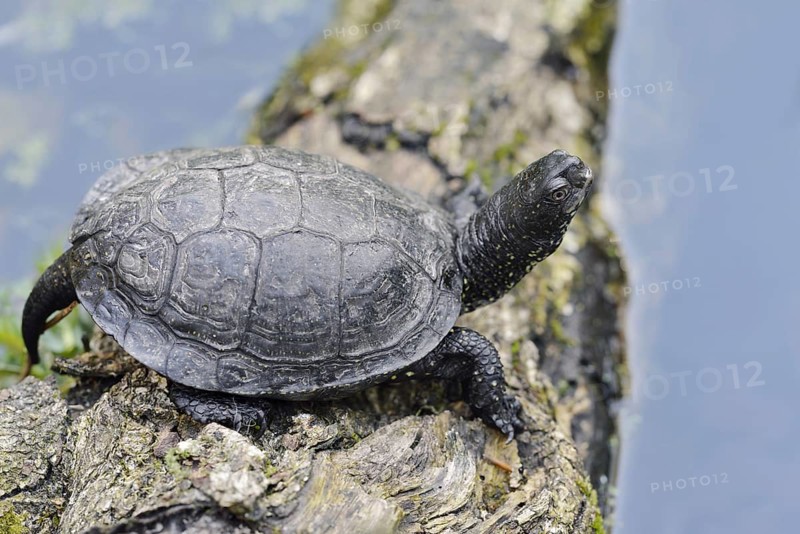 European pond turtle (Emys orbicularis) lying on a tree trunk in the water, Brandenburg, Germany