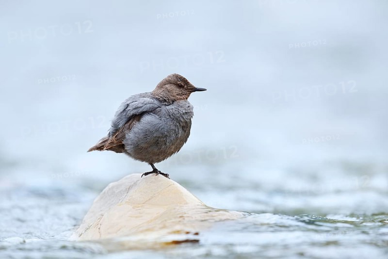 Grey White-throated Dipper (Cinclus mexicanus) standing on a rock in the water, Waterton Lakes National Park, Alberta, Canada