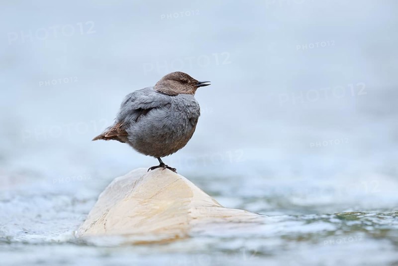 Grey White-throated Dipper (Cinclus mexicanus) standing on a rock in the water, Waterton Lakes National Park, Alberta, Canada