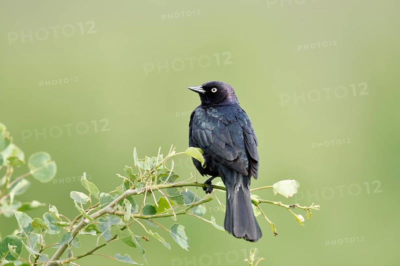 Purple Blackbird (Euphagus cyanocephalus), male sitting on a branch, Waterton Lakes National Park, Alberta, Canada