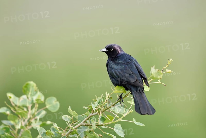 Purple Blackbird (Euphagus cyanocephalus), male sitting on a branch, Waterton Lakes National Park, Alberta, Canada