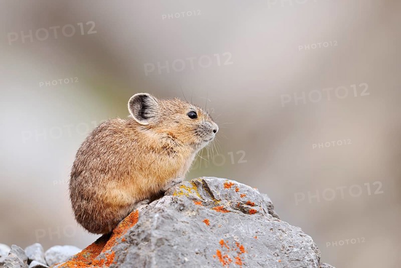 American pika (Ochotona princeps) sitting on a rock, Jasper National Park, Alberta, Canada