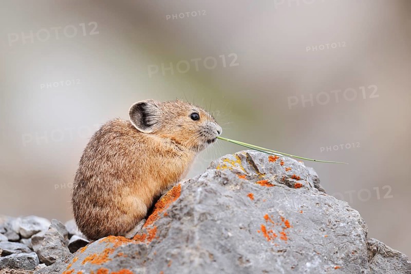 American pika (Ochotona princeps) sitting on a rock and eating, Jasper National Park, Alberta, Canada