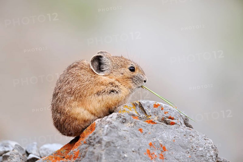 American pika (Ochotona princeps) sitting on a rock and eating, Jasper National Park, Alberta, Canada