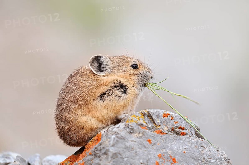 American pika (Ochotona princeps) sitting on a rock and eating, Jasper National Park, Alberta, Canada