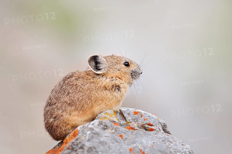 American pika (Ochotona princeps) sitting on a rock, Jasper National Park, Alberta, Canada