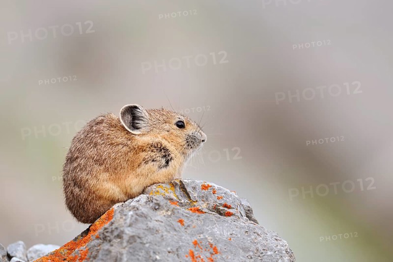 American pika (Ochotona princeps) sitting on a rock, Jasper National Park, Alberta, Canada