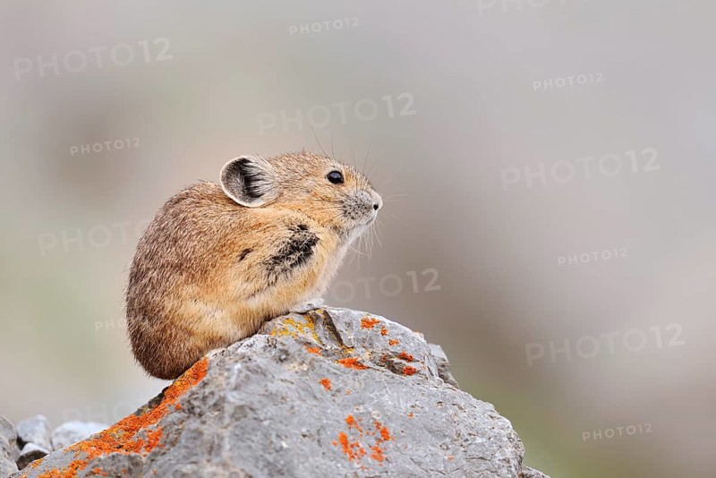 American pika (Ochotona princeps) sitting on a rock, Jasper National Park, Alberta, Canada