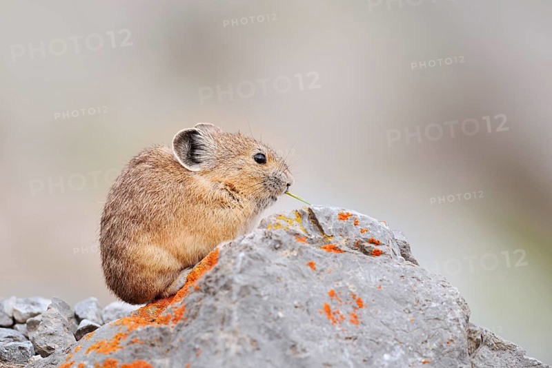 American pika (Ochotona princeps) sitting on a rock and eating, Jasper National Park, Alberta, Canada