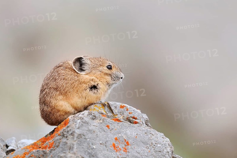 American pika (Ochotona princeps) sitting on a rock, Jasper National Park, Alberta, Canada