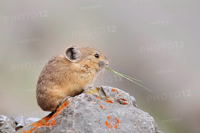 American pika (Ochotona princeps) sitting on a rock and eating, Jasper National Park, Alberta, Canada
