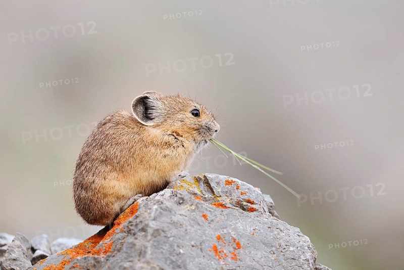 American pika (Ochotona princeps) sitting on a rock and eating, Jasper National Park, Alberta, Canada