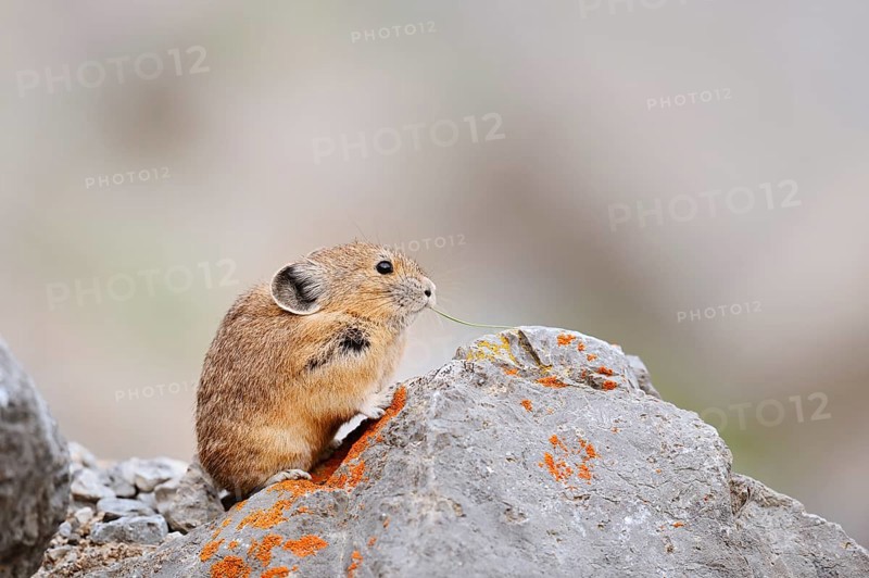 American pika (Ochotona princeps) sitting on a rock and eating, Jasper National Park, Alberta, Canada