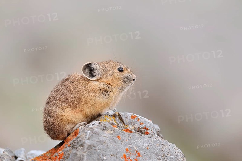 American pika (Ochotona princeps) sitting on a rock, Jasper National Park, Alberta, Canada