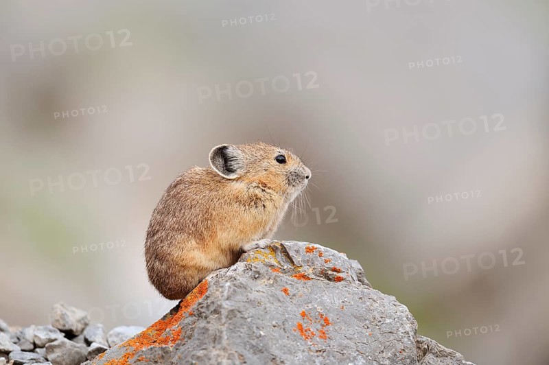 American pika (Ochotona princeps) sitting on a rock, Jasper National Park, Alberta, Canada