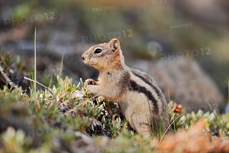 Golden mantle gopher (Callospermophilus lateralis, Spermophilus lateralis), Banff National Park, Alberta, Canada