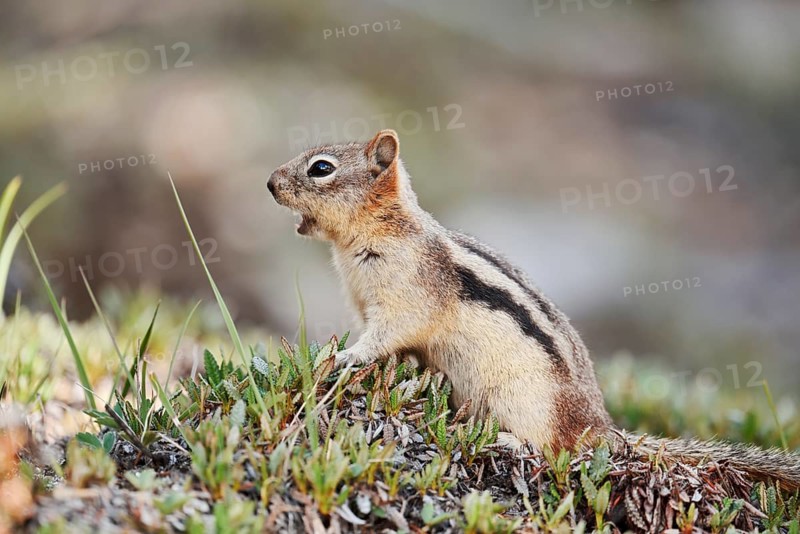 Golden mantle gopher (Callospermophilus lateralis, Spermophilus lateralis), Banff National Park, Alberta, Canada