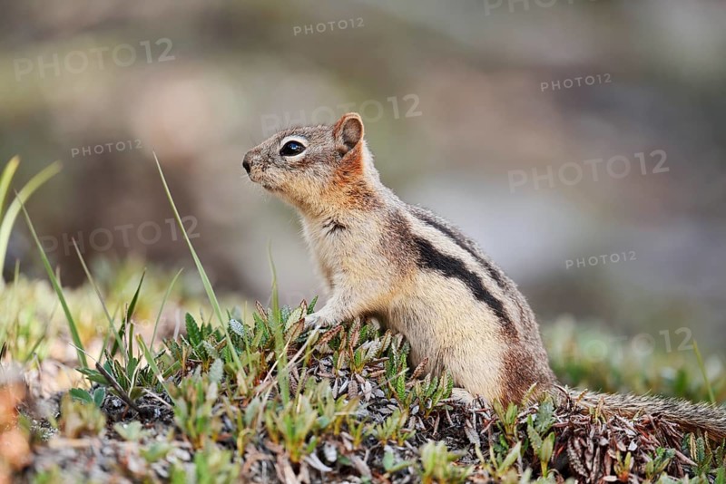 Golden mantle gopher (Callospermophilus lateralis, Spermophilus lateralis), Banff National Park, Alberta, Canada
