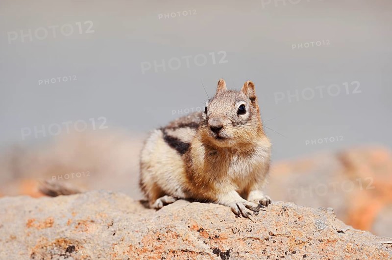 Golden mantle gopher (Callospermophilus lateralis, Spermophilus lateralis) sitting on a rock, Banff National Park, Alberta, Canada