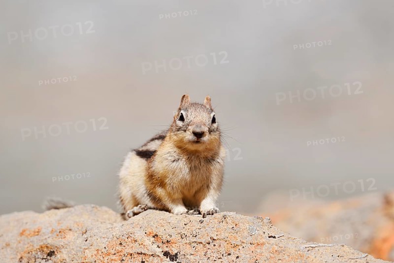 Golden mantle gopher (Callospermophilus lateralis, Spermophilus lateralis) sitting on a rock, Banff National Park, Alberta, Canada
