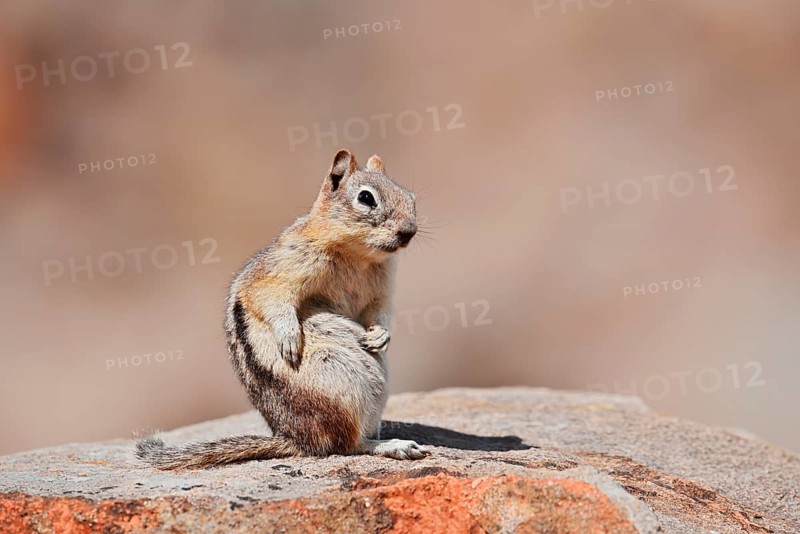 Golden mantle gopher (Callospermophilus lateralis, Spermophilus lateralis) sitting on a rock, Banff National Park, Alberta, Canada