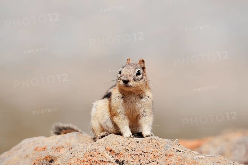 Golden mantle gopher (Callospermophilus lateralis, Spermophilus lateralis) sitting on a rock, Banff National Park, Alberta, Canada