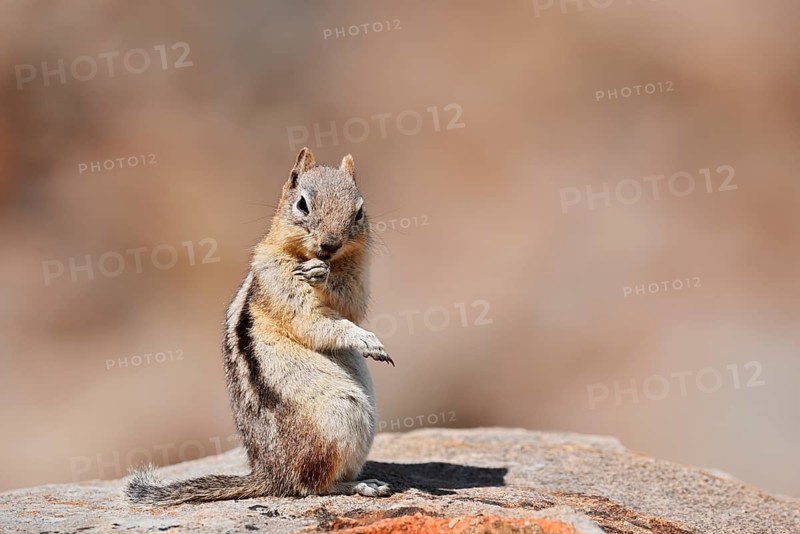 Golden mantle gopher (Callospermophilus lateralis, Spermophilus lateralis) sitting on a rock, Banff National Park, Alberta, Canada