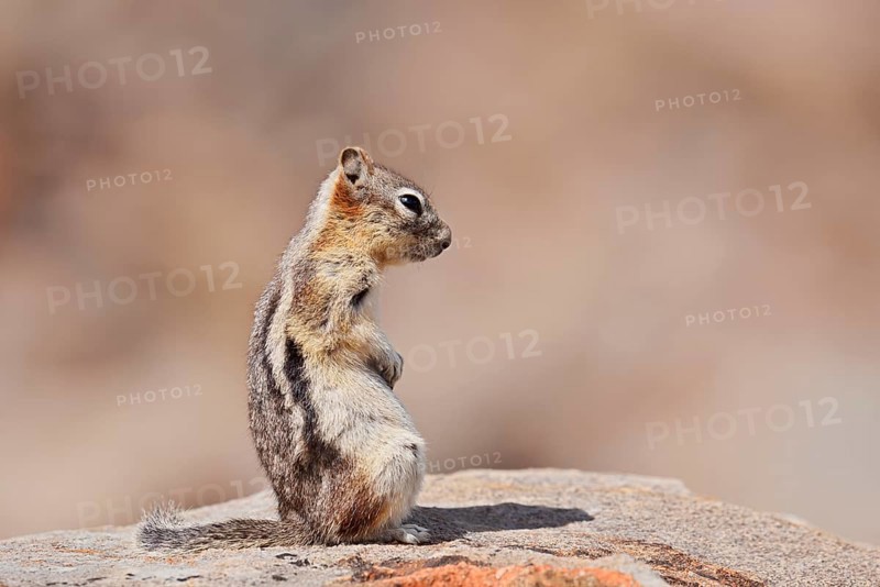 Golden mantle gopher (Callospermophilus lateralis, Spermophilus lateralis) sitting on a rock, Banff National Park, Alberta, Canada