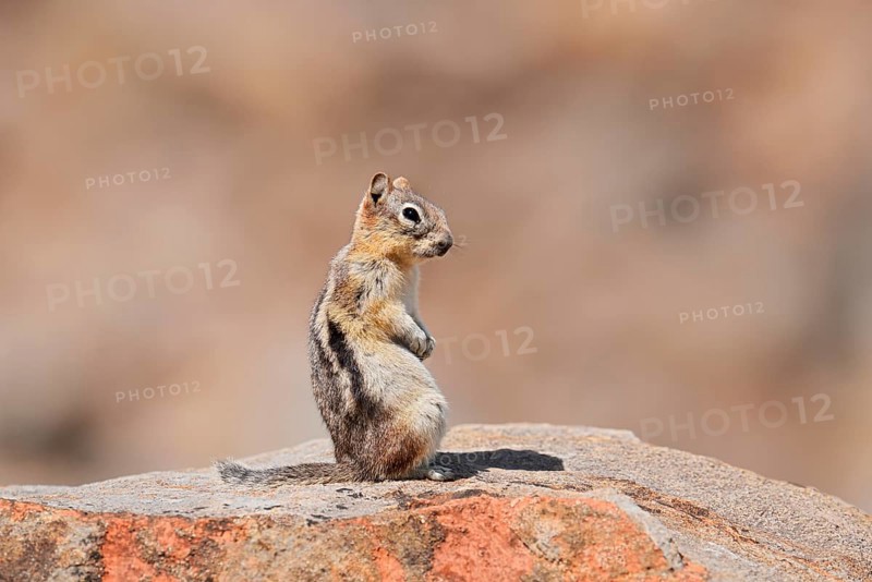 Golden mantle gopher (Callospermophilus lateralis, Spermophilus lateralis) sitting on a rock, Banff National Park, Alberta, Canada