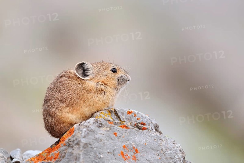 American pika (Ochotona princeps) sitting on a rock, Jasper National Park, Alberta, Canada