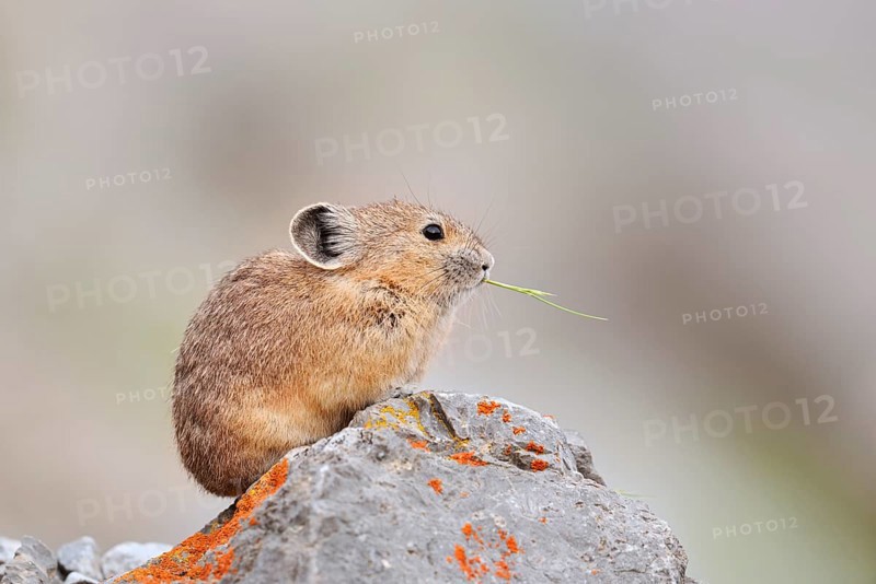 American pika (Ochotona princeps) sitting on a rock and eating, Jasper National Park, Alberta, Canada
