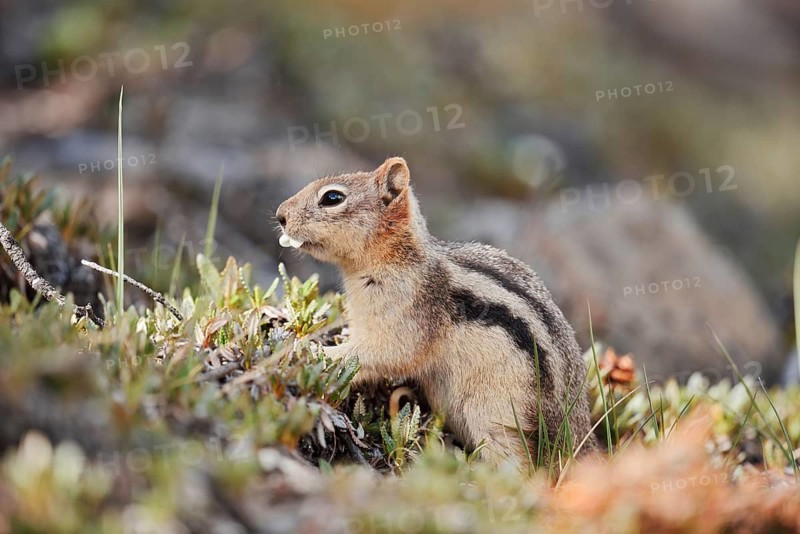 Golden mantle gopher (Callospermophilus lateralis, Spermophilus lateralis), Banff National Park, Alberta, Canada