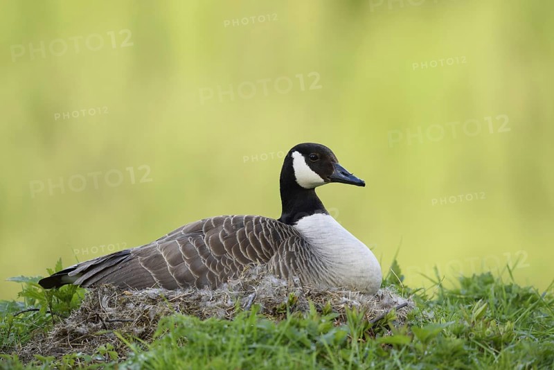Canada goose (Branta canadensis) sitting brooding on the nest, North Rhine-Westphalia, Germany