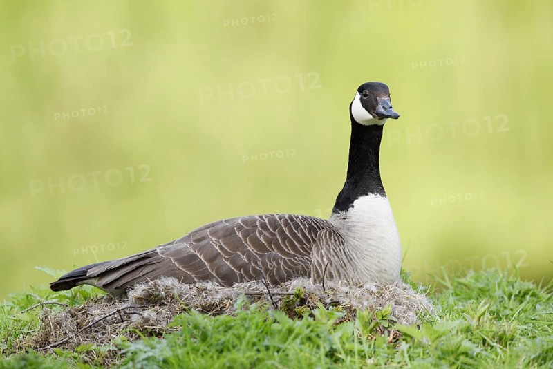 Canada goose (Branta canadensis) sitting brooding on the nest, North Rhine-Westphalia, Germany