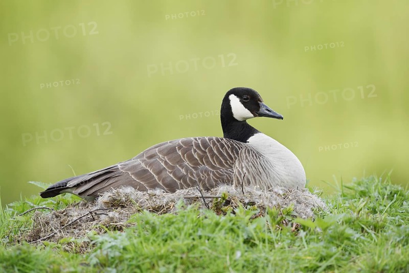 Canada goose (Branta canadensis) sitting brooding on the nest, North Rhine-Westphalia, Germany