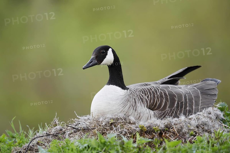 Canada goose (Branta canadensis) sitting brooding on the nest, North Rhine-Westphalia, Germany