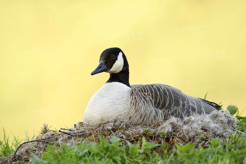 Canada goose (Branta canadensis) sitting brooding on the nest, North Rhine-Westphalia, Germany